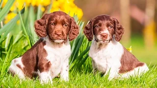 ENGLISH SPRINGER SPANIEL PUPPIES FROM 2 TO 8 WEEKS