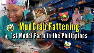 Mud Crab Fattening - 1st Model Farm in the Philippines - Highlands Crab Ep 01