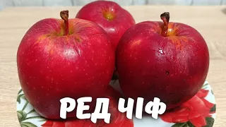 Ред чіф - смачні зимові яблука.