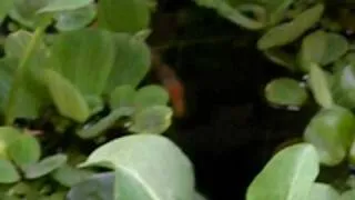 Pond fish.AVI