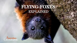 EXPLAINED: Why are Australia's flying-fox numbers declining?