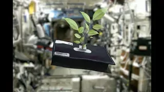 Space Plants - How Are They Adapting?