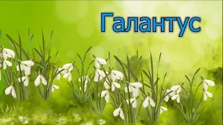 Самый ранний весенний подснежник - Галантус