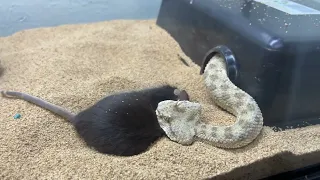 Various Venomous Snakes Strike Reaction to mice "instant death"!