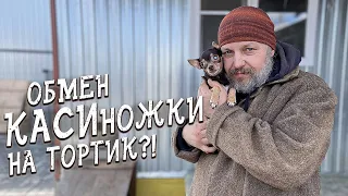 Спасение животных/ Наши гости не знали кого выбрать