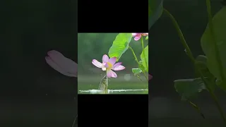 What a sight!🐟A fish jumps up to eat the lotus flowers in the pond in Shijiazhuang,the moment about.