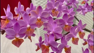 Phalaenopsis Liu's Triprince Pink | орхидея фаленопсис Льюис розовый