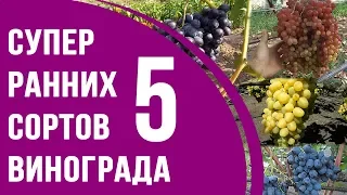 Супер ранние сорта винограда. ТОП 5 столовых сортов винограда ультрараннего срока созревания