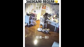 собака и робот пылесос. будьте бдительны! dog and robot vacuum cleaner. Be carefull!