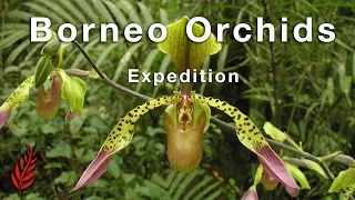 Borneo Orchids Expedition