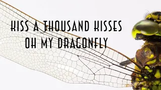 X-Perience - Dragonfly - Lyrics Video - 4K