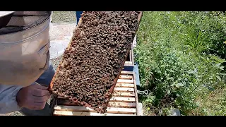 Destek koloni yöntemi ile kat atma. çok güçlü arı hazırlıyoruz #bee #beekeeper #honey #arıcılık #bal