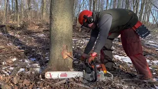 Dropping Maple Trees for Firewood. Split Trunk Tree Tip Working Outdoors Winter Cutting Low Moisture