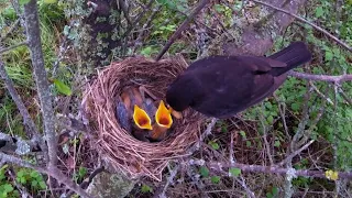 Blackbird parents feeding and brooding the babies