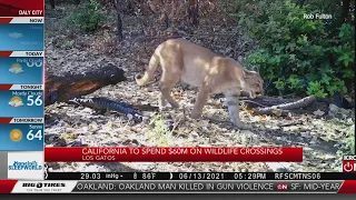 Wildlife crossing slated for dangerous section of South Bay’s Hwy 17