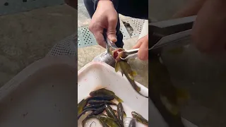 Amazing technique fillet fish quickly #shorts #fish