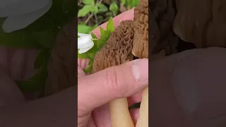 Сбор сморчковых шапочек 28.04.2023. Morels mushrooms.