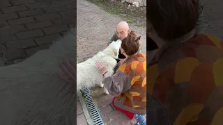 Видео о том, как Мая 🐕 меня встретила после 2-х летних моих гастролей ! #собака #плес