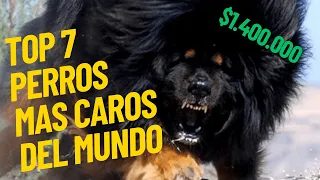 TOP 7 perros más CAROS del mundo que NO CREERÁS lo que valen 💰🐶