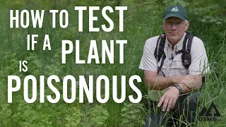 How to Test if a Plant is Poisonous | Testing Poisonous Plants | Survival Skills