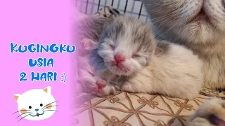 Anak Kucing Persiaku Usia 2 Hari | My 2 Days Newborn Persian Kitten