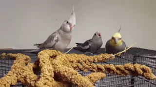 Baby cockatiel begging for food (millet). Dad shows him how to eat by himself 😊