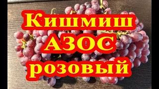 Кишмиш АЗОС розовый - в Г-образной теплице на севере Беларуси