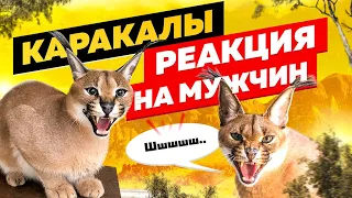 РЕАКЦИЯ КАРАКАЛОВ НА МУЖЧИН. САМОЕ ШИПЯЩЕЕ ВИДЕО | CARACALS REACT ON MEN! HISS🔥