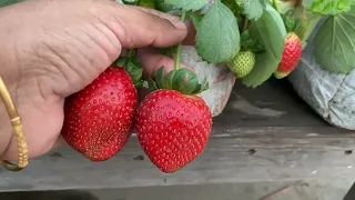 Growing Strawberries at home is easy, big and sweet if you know this method  strawberry plant 🍓