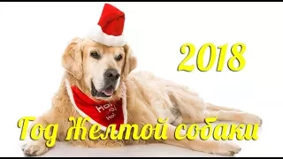 С Новым Годом Желтой СОБАКИ!!!