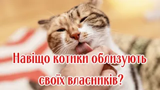 Навіщо котики облизують своїх власників?  Why cats lick their owners?