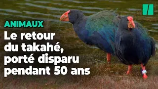 Cet oiseau que l’on croyait éteint finalement réintroduit en Nouvelle-Zélande