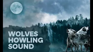 Wolves Howling Sound at the Moon in Nature, Close Up Recording