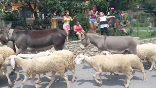valles valdenses Italia  en Bobbio Pellice ovejas y cabras en transumancia