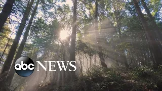 500 acres of ancient redwood forest returned to tribes