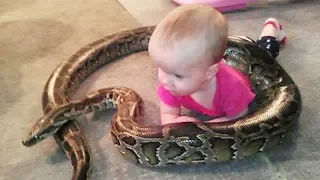 TRY NOT TO LAUGH - Kids Meet Snake For The First Time ★ Funny Babies and Pets