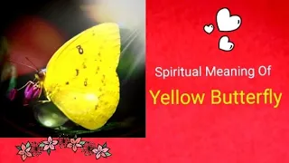 Spiritual Meaning Of #yellowbutterfly  || #brownbutterfly #whitebutterfly  || @BeHappyAndPositive04