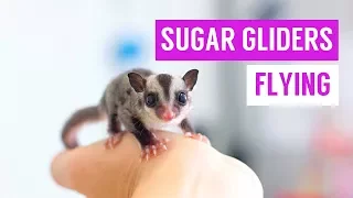 Sugar Glider Eating and Flying Compilation