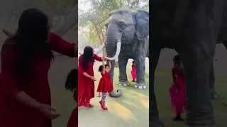 Aru elephant, giraffe p baith k Dar se Gir gai 😱😭 | mini vlog