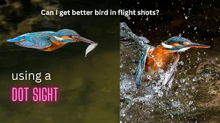 Does using a DOT SIGHT get you better bird in flight photos???