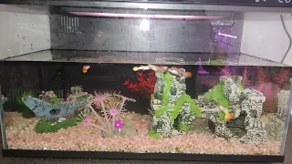 Аквариум Xiaomi Mijia Smart Fish Tank