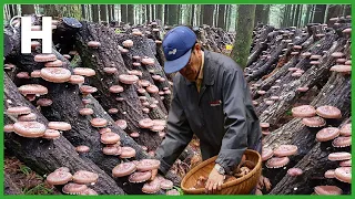 How Japanese Farming Millions of Shiitake Mushroom in Forest - Mountain Shiitake Mushroom Processing