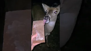 Wild Deer Salt Lick Party!