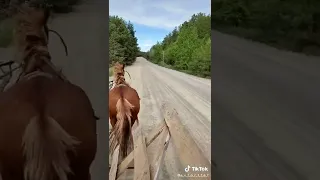 коні 🐎🐎🐎