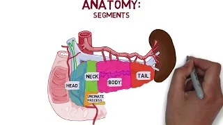pancreas anatomy & physiology Aug 22
