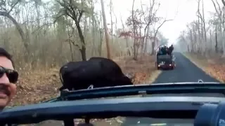 Bison @ Tadoba Andhari Tiger Reserve