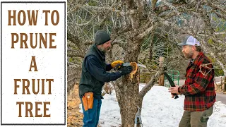 HOW TO PRUNE A FRUIT TREE (THAT'S BEEN NEGLECTED FOR YEARS)