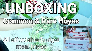 ASMR- UNBOXING PLANT MAIL/ HOYAS &DISCHIDIA