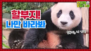(SUB) Kid Panda Is Upset With Grandpa And Baby Panda Is Drinking Beestings💕🍼│ Panda World🐼