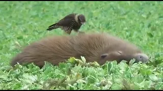 Crested caracara eating ticks off capybara